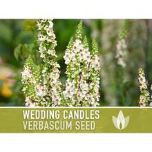 Semillas de flores de Verbascum (Gordolobo) con una alta tasa de germinación, 100 semillas ancestrales para velas de boda, para bordes y jardines campestres, acentos verticales, Verbascum Chaixii, variedades polinizadas naturalmente, no transgénicas - por defecto - Ver 7