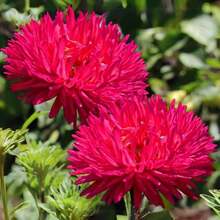 Unique Plants Gremlin Double - Aster Seeds - Annual, Soft Yellow Flowers,Attracts Pollinators, Excellent Cut Flower - Plant In Spring/Summer - default - View 4
