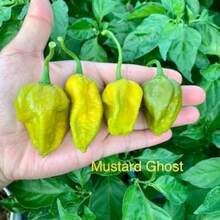 Horticulture Nature Mustard Ghost Pepper Seeds - Default - View 3