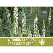 Semillas de flores de Verbascum (Gordolobo) con una alta tasa de germinación, 100 semillas ancestrales para velas de boda, para bordes y jardines campestres, acentos verticales, Verbascum Chaixii, variedades polinizadas naturalmente, no transgénicas - por defecto - Ver 5