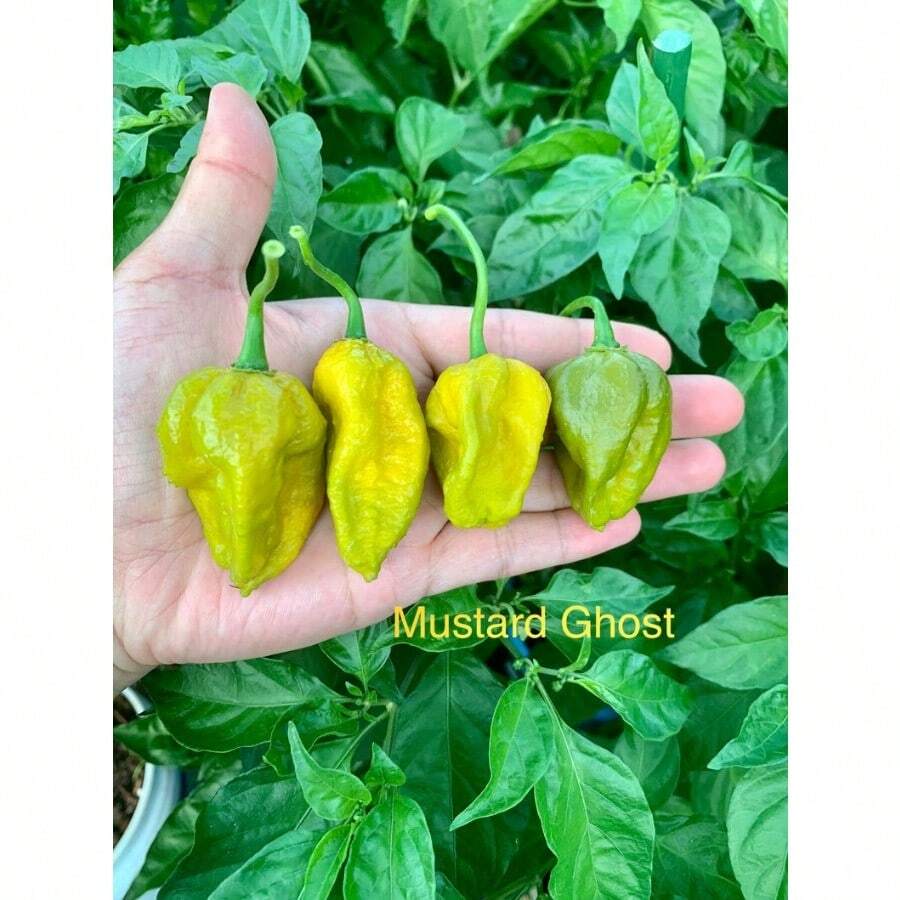 Horticulture Nature Mustard Ghost Pepper Seeds - Default - View 1