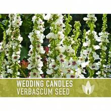 Semillas de flores de Verbascum (Gordolobo) con una alta tasa de germinación, 100 semillas ancestrales para velas de boda, para bordes y jardines campestres, acentos verticales, Verbascum Chaixii, variedades polinizadas naturalmente, no transgénicas - por defecto - Ver 2