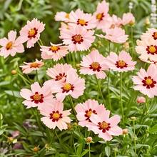 Perennial Simple Coreopsis With Sunflower-Like Yellow Flowers
