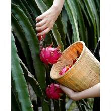 300 piezas Semillas de pitahaya (fruta del dragón) mezcladas, fruta dulce y jugosa comestible, regalo para jardinería, equipo de supervivencia, semillas comestibles, fácil de cultivar - 300 semillas - Ver 6