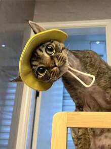 Tie Dye Dog Hat Strap, Round Ear Hole Brim, Dog, Puppy, Cat Sun Hat, Bucket Hat, Outdoor Sun Protection Pet Hat, Suitable For Small And Medium-Sized Cats, Dogs, And Kittens