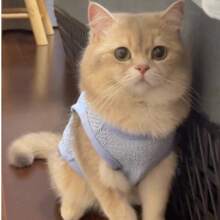 1pc Pet Summer Breathable Mesh Vest, Dog/Cat Lightweight Mesh Pet Vest, Mesh Design To Prevent Overheating, Can Be Leashed, Suitable For Poodles, Yorkshire Terriers, Teddy Dogs, Bichon Frises, Ragdoll Cats And Other Medium/Small Pets, Pet Outfit Accessory