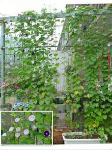 1 件园艺植物攀爬架，适用于攀爬植物、藤蔓、黄瓜、玫瑰等。 - 綠色 - 查看 5