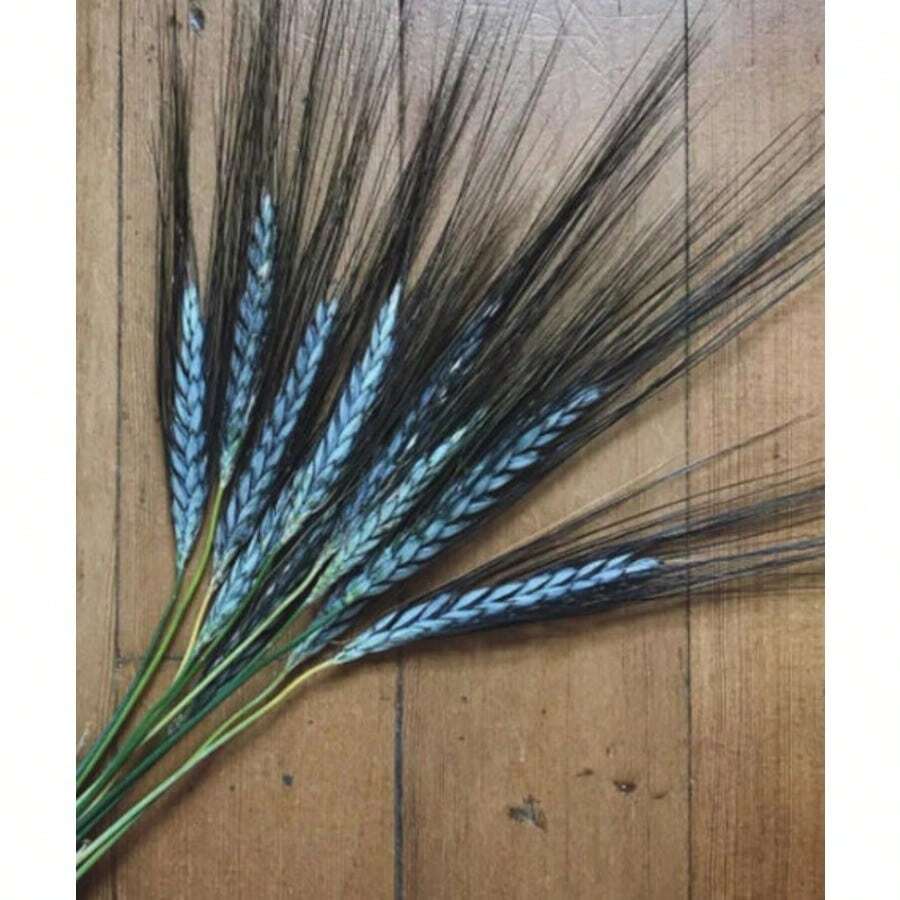 Semillas de trigo duro Utrecht azul vibrante, comestibles y ornamentales, Triticum Durum TR8025 - por defecto - Ver 1
