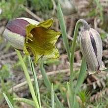 5 semillas de Fritillaria Acmopetala, flor de pétalos con punta de la naturaleza hortícola - por defecto - Ver 5