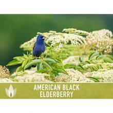 Semillas de saúco negro americano con alta tasa de germinación - Semillas tradicionales, saúco común, Sambucus canadensis, planta medicinal, polinización abierta, no OGM - por defecto - Ver 10