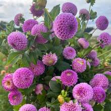 Horticulture Nature Frank Holmes Dahlia Seeds - Pollinator Friendly- Open Pollinated - Heirloom - Flower Seeds - Mix Seeds To Plant#D045. - Default - View 3