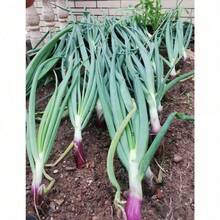 100pcs Onion Seeds Vegetable Seeds Balcony Can Be Planted Inside And Outside The Onion - 100 Capsules - View 8