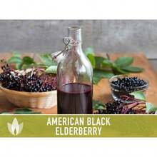 Semillas de saúco negro americano con alta tasa de germinación - Semillas tradicionales, saúco común, Sambucus canadensis, planta medicinal, polinización abierta, no OGM - por defecto - Ver 6