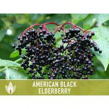 Semillas de saúco negro americano con alta tasa de germinación - Semillas tradicionales, saúco común, Sambucus canadensis, planta medicinal, polinización abierta, no OGM - por defecto - Ver 7
