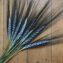 Semillas de trigo duro Utrecht azul vibrante, comestibles y ornamentales, Triticum Durum TR8025 - por defecto - Ver 4