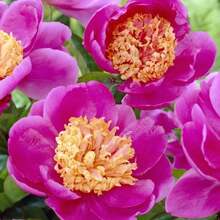 High Germination Rate Pink Doreen Peony Seeds -Paeonia - Attract Butterflies - Open-Pollinated - Organic - Heirloom #B022 - default - View 8