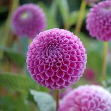 Horticulture Nature Frank Holmes Dahlia Seeds - Pollinator Friendly- Open Pollinated - Heirloom - Flower Seeds - Mix Seeds To Plant#D045. - Default - View 4