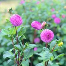 Horticulture Nature Frank Holmes Dahlia Seeds - Pollinator Friendly- Open Pollinated - Heirloom - Flower Seeds - Mix Seeds To Plant#D045. - Default - View 6