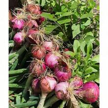 100pcs Onion Seeds Vegetable Seeds Balcony Can Be Planted Inside And Outside The Onion - 100 Capsules - View 4