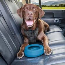 24oz Splash Free Wander Dog Bowl - Costal Blue
