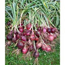 100pcs Onion Seeds Vegetable Seeds Balcony Can Be Planted Inside And Outside The Onion - 100 Capsules - View 9