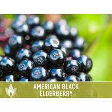 Semillas de saúco negro americano con alta tasa de germinación - Semillas tradicionales, saúco común, Sambucus canadensis, planta medicinal, polinización abierta, no OGM - por defecto - Ver 5