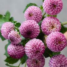 Horticulture Nature Frank Holmes Dahlia Seeds - Pollinator Friendly- Open Pollinated - Heirloom - Flower Seeds - Mix Seeds To Plant#D045. - Default - View 8