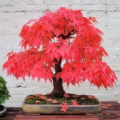 1000pcs Japanese Red Maple Bonsai Tree Seeds For HighValue LongTerm Growth Plant