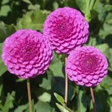 Horticulture Nature Frank Holmes Dahlia Seeds - Pollinator Friendly- Open Pollinated - Heirloom - Flower Seeds - Mix Seeds To Plant#D045. - Default - View 5