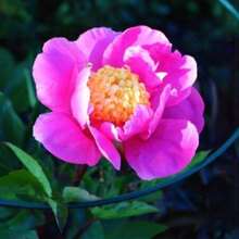 High Germination Rate Pink Doreen Peony Seeds -Paeonia - Attract Butterflies - Open-Pollinated - Organic - Heirloom #B022 - default - View 4