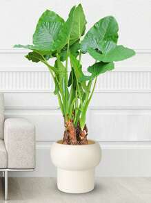 1 pieza Maceta de cerámica extra grande, Maceta de plástico con bola de piedra artificial, Maceta de pie para planta artificial, Maceta redonda de plástico de doble capa de gran diámetro, Maceta para suculentas con bandeja, Maceta para árbol, Bola redonda grande para decoración del hogar, Maceta para planta artificial verde para hotel