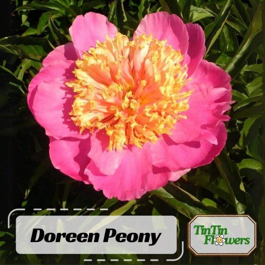 High Germination Rate Pink Doreen Peony Seeds -Paeonia - Attract Butterflies - Open-Pollinated - Organic - Heirloom #B022 - default - View 1