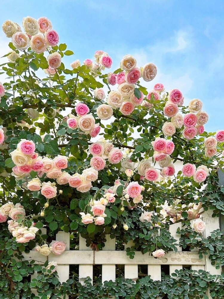 100 Pink Eden Climbing Rose/Pink Lonza Gemstone Seeds Perfect For