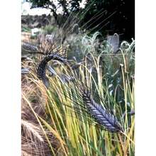 Semillas de trigo duro Utrecht azul vibrante, comestibles y ornamentales, Triticum Durum TR8025 - por defecto - Ver 2