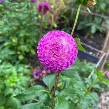 Horticulture Nature Frank Holmes Dahlia Seeds - Pollinator Friendly- Open Pollinated - Heirloom - Flower Seeds - Mix Seeds To Plant#D045. - Default - View 7