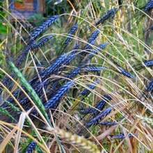Semillas de trigo duro Utrecht azul vibrante, comestibles y ornamentales, Triticum Durum TR8025 - por defecto - Ver 6