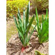 100pcs Onion Seeds Vegetable Seeds Balcony Can Be Planted Inside And Outside The Onion - 100 Capsules - View 7