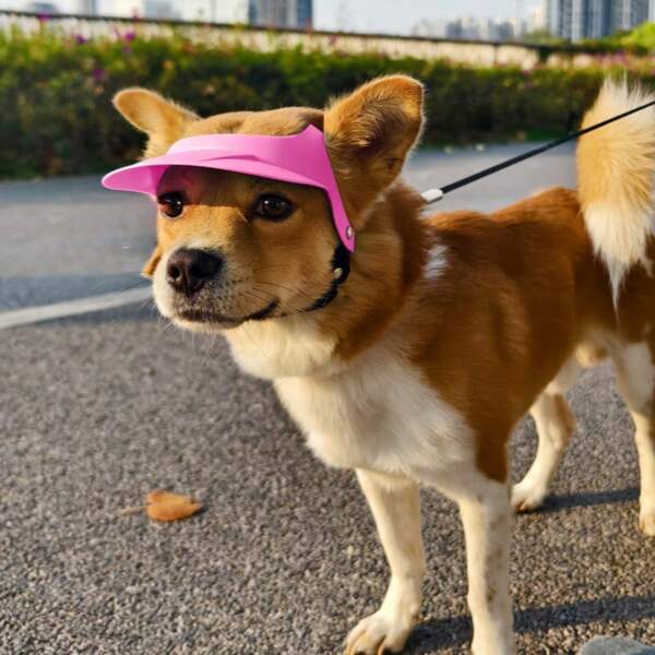 Sombrero de sol para perros con diseño adorable de orejas de perro pequeño - Visera con protección UV para mascotas al aire libre | Accesorios y suministros esenciales para mascotas