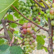 绿色花园网编织网保护植物水果花卉树木围栏弹性耐用网阻止鸟类动物