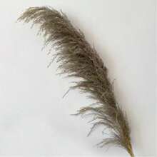 Natural Colored Reeds, Multicolor Options, Suitable For Wedding Decor, Home Decor, Wreath Making - 100% Natural & Materials,Fall Decor,Autumn