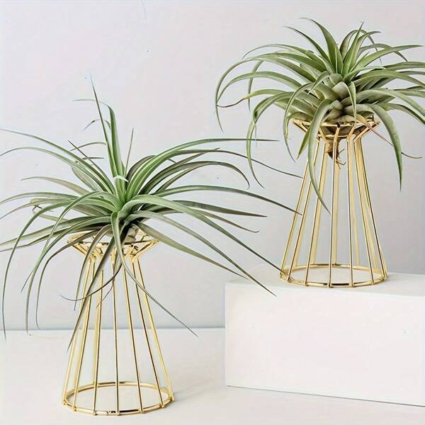 1pc Air Pineapple Soil-Free Plant Stand Holder, Slouchy Geometric Wooden Base For Potted Greenery