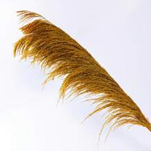 Natural Colored Reeds, Multicolor Options, Suitable For Wedding Decor, Home Decor, Wreath Making - 100% Natural & Materials,Fall Decor,Autumn