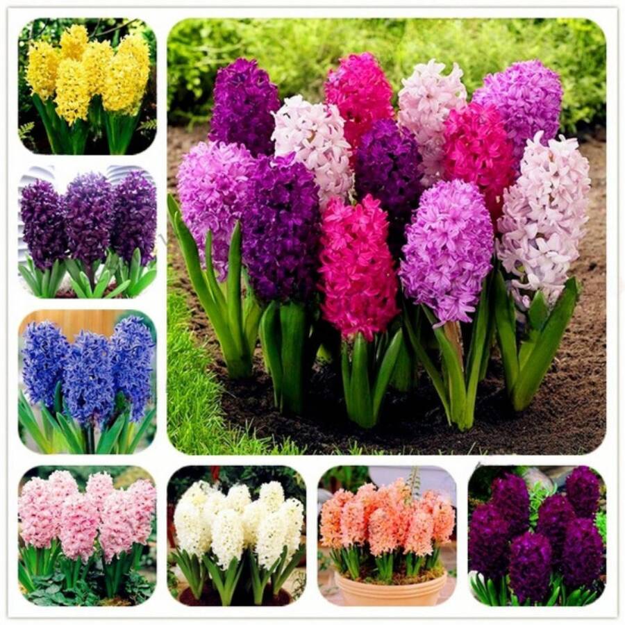 200 Premium Hyacinth Bulbs - Stunning Perennial Hydroponic Flowers For Your Home And Garden - Expertly Grown In The Netherlands - 200/1包 - 查看 1