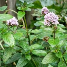1000 Seeds Of Perennial Mint For Garden Seeds, Non 1 GMO, To Amaze Your Garden.
