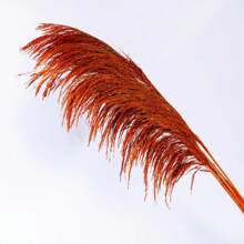 Natural Colored Reeds, Multicolor Options, Suitable For Wedding Decor, Home Decor, Wreath Making - 100% Natural & Materials,Fall Decor,Autumn