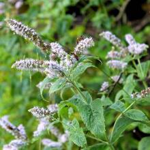 1000 Seeds Of Perennial Mint For Garden Seeds, Non 1 GMO, To Amaze Your Garden.