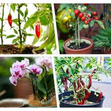 Orchid Clips For Plants Support, Plant Clips For Climbing Plants, Plant Climbing Vine Wall Clips, Plant Clips For Support, Plant Climbing Support For Orchids Vine Clip Support
