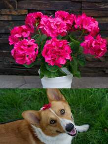 1 peça/2 peças de flores artificiais de gerânio artificial, flores de seda, plantas para casa, jardim ao ar livre, rubi