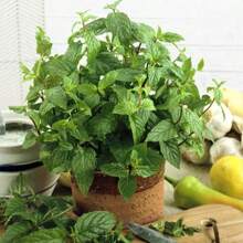 1000 Seeds Of Perennial Mint For Garden Seeds, Non 1 GMO, To Amaze Your Garden.