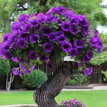10seeds/Pac KPurple Desert Rose Seeds Flowers For Natural Plants  Adenium Obesum Seeds Bonsai Seed To Plant Flower Grow Perennial Planting Home Garden - 10粒種子/包 - 查看 1